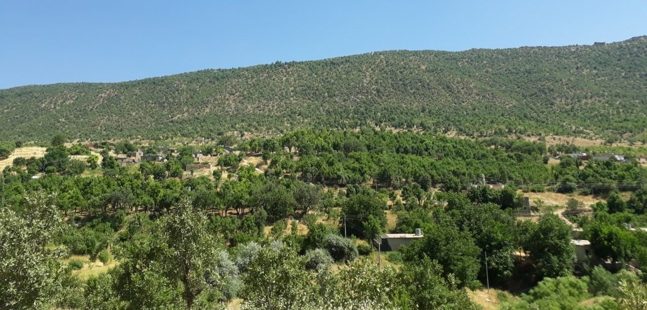 کرین و فرۆشتن لە ڕاڤینا ( Ravina village )