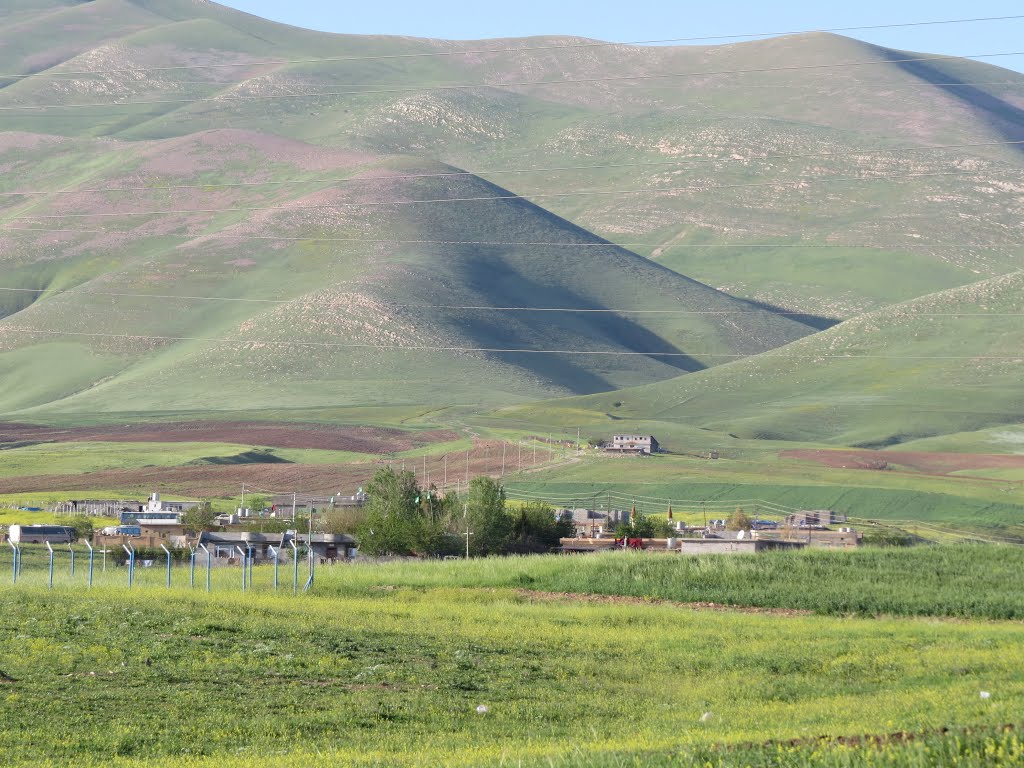 کرین و فرۆشتن لە گوندی گۆزەرە ( Kozaraqa Village )