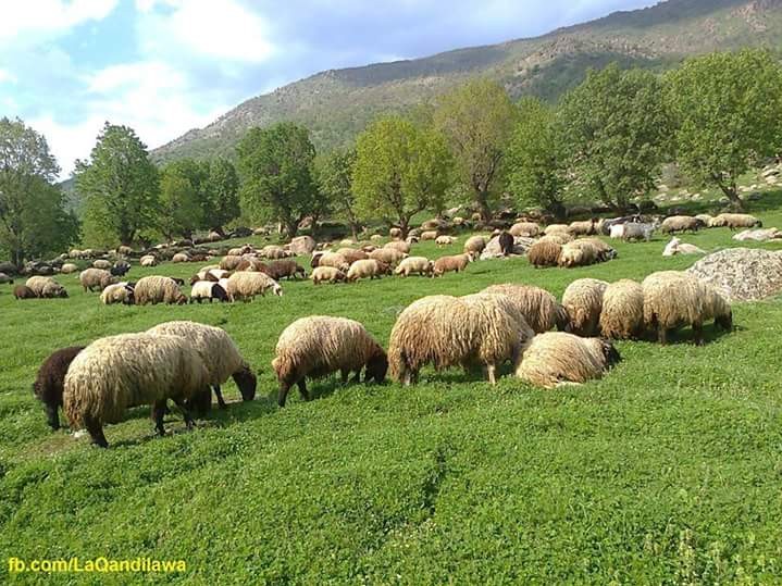 کرین و فرۆشتن لە پەڵکەڕەش ( Pallkarash Village )