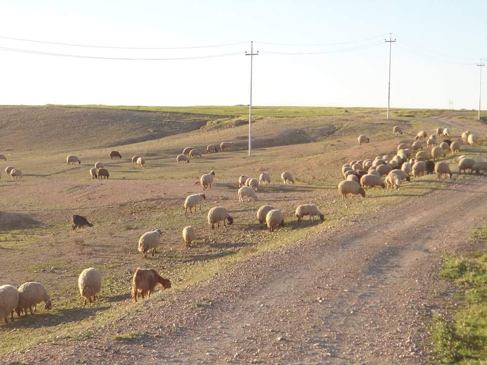 کرین و فرۆشتن لە قەراج ( Qaraj Village )