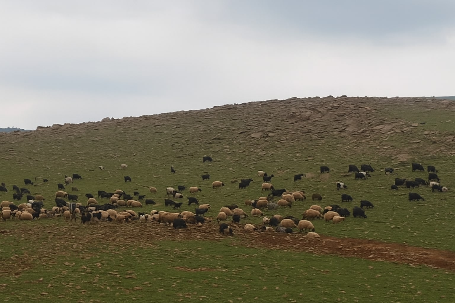 کرین و فرۆشتن لە سێوەسەن ( Sewsan village )