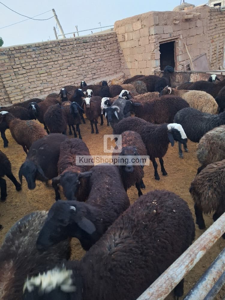 بره چاق مناسب کشتار